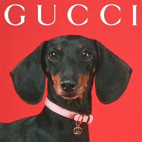 nep gucci pet|gucci pet collection.